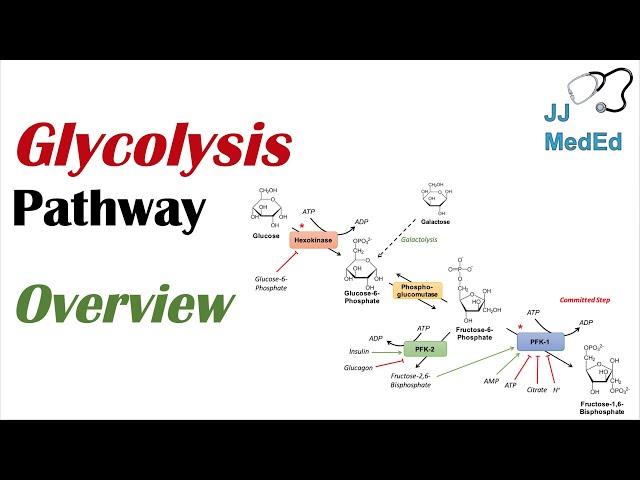 Glycolysis Pathway | Enzymes, Regulation and Products