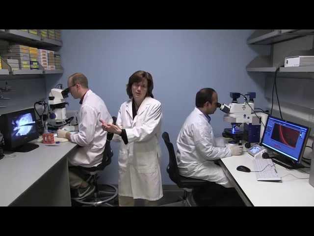 Protecting Hearing from Ototoxic Drugs – Lisa Cunningham, NIH