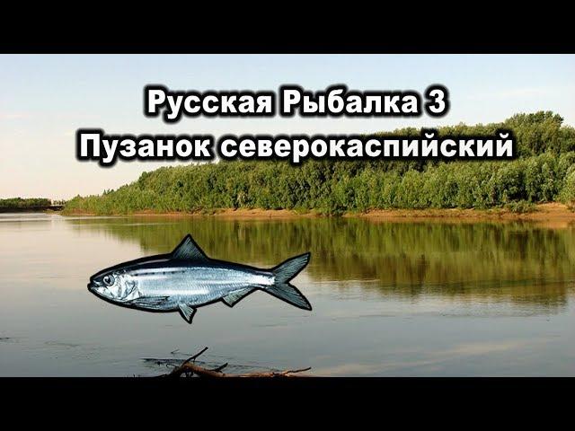 Русская рыбалка 3. Пузанок северокаспийский. Квест сельди.