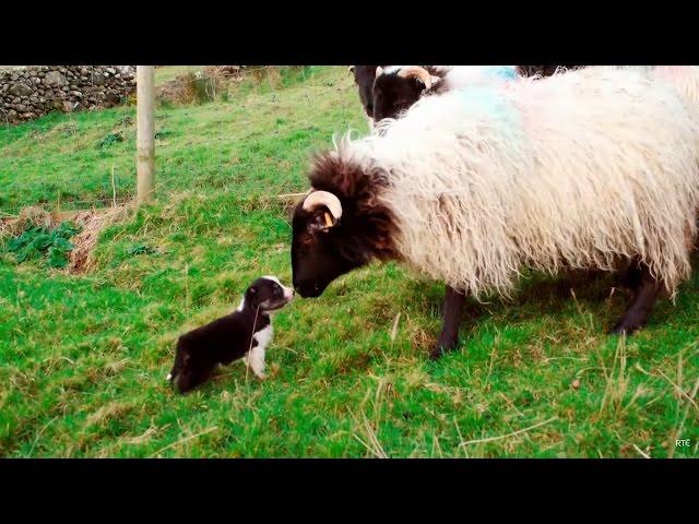 Man's Best Workmate - Border Collie puppies | Big Week on the Farm | RTÉ One