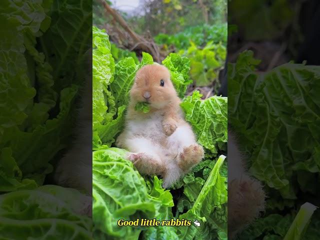 Good little rabbits  #funny #funnyfurryfriends