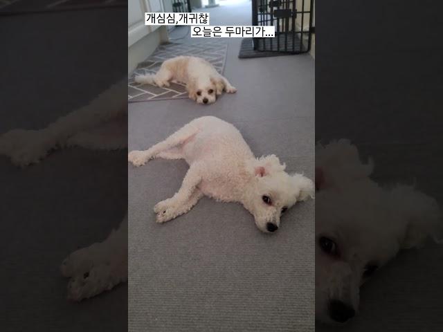 개심심, 더워도 무조건 나가고싶은 우리집 강아지들 | #강아지일상