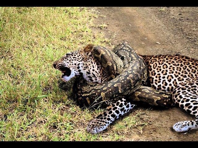 Python gigante caça filhotes de leopardo quando mãe leopardo caça impala