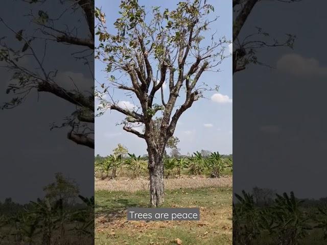 #tree #arbres #naturel #nature #champ #trees #wood #calm #zen #shiatsu