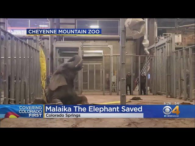 Elephant Had To Be Rescued At Cheyenne Mountain Zoo