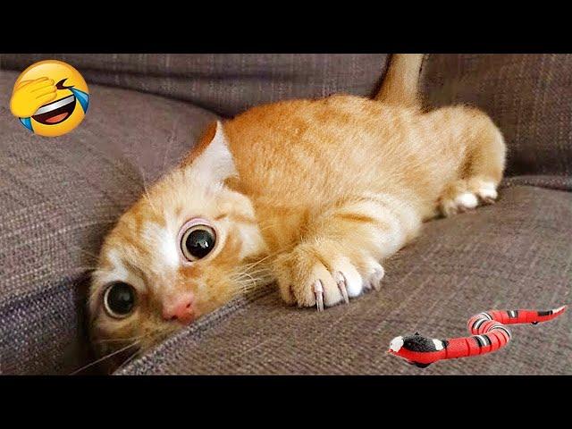 Trending Funny Animals  Funniest Dogs and Cats  Part 24