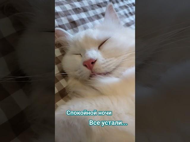 Вы знаете, все устали... Никто ничего не соображает, я предлагаю - лечь поспать...  #любимка#
