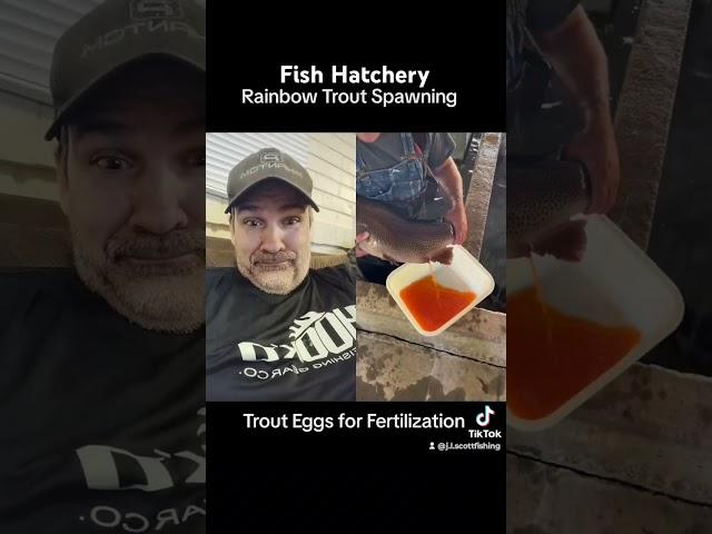 Fish Hatchery Trout Spawning  #trout #hatchery #rainbow #spawning #fertilization #breeding #fish