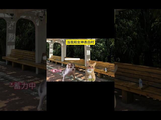 #猫meme小剧场 #猫meme #猫meme搞笑剧情 #猫meme剧场