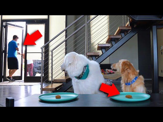 THE GOOD BOY CHALLENGE! (Will Dogs Steal the Food?)