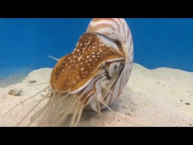 Chambered Nautilus Eating Krill