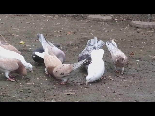 #Голуби #Дагестана   Голуби Азизова Наримана! Даг.Огни!
