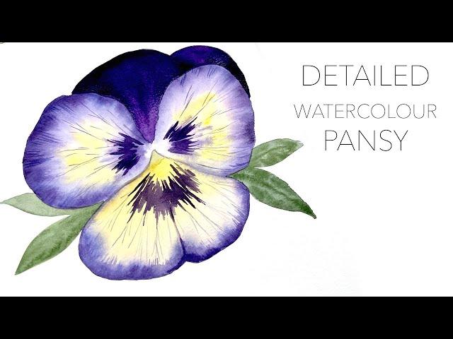 Detailed Watercolour Pansy