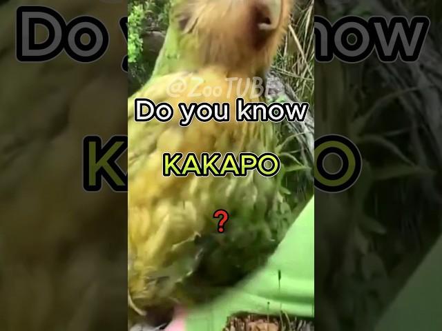 Do you know #kakapo ️ | #animals #animalshorts