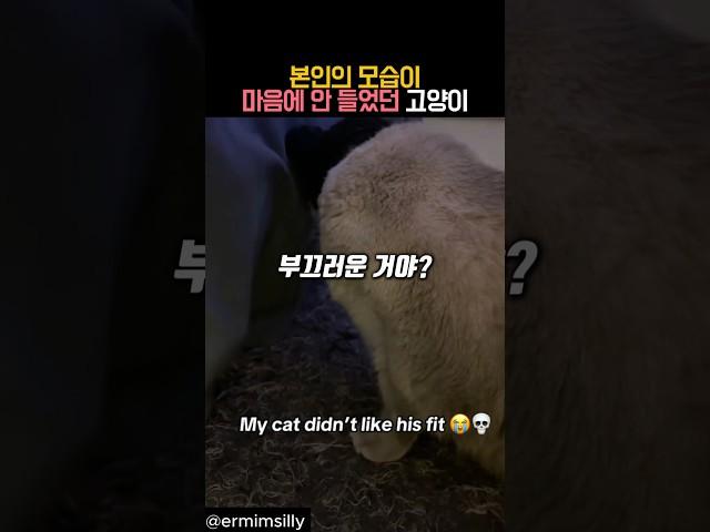 본인의 모습이 마음에 안 들었던 고양이 #동물 #고양이