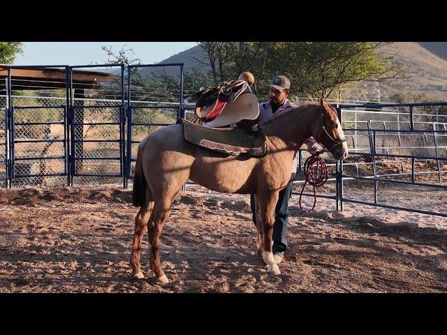 CG REINA - 2023 filly with one month of work at Rancho La Corporación