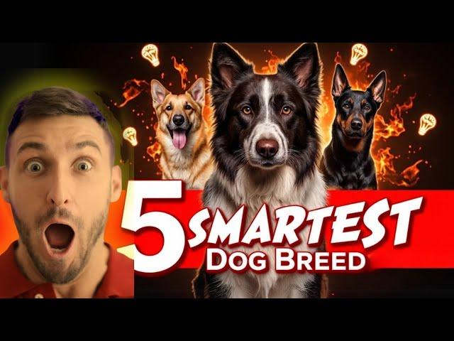 Meet The Top 5 Smartest Dog Breeds