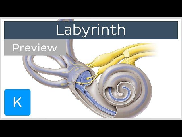 Labyrinth: Structure and inner ear function (preview) - Human Anatomy | Kenhub