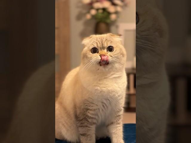 Жадный кот.