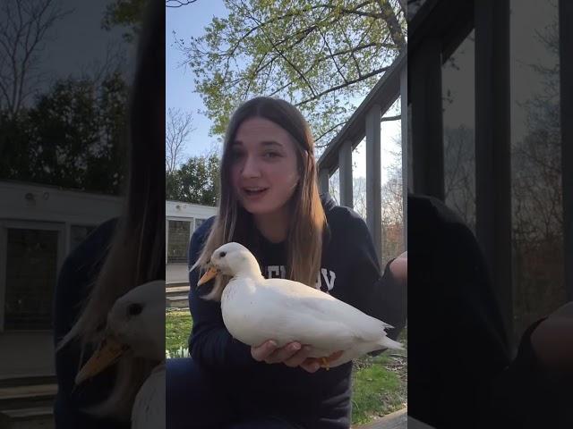 Watch This Before Buying Pet Ducks