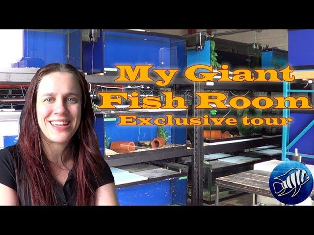 Gigantic Fish Room Tour - Québec Cichlidés