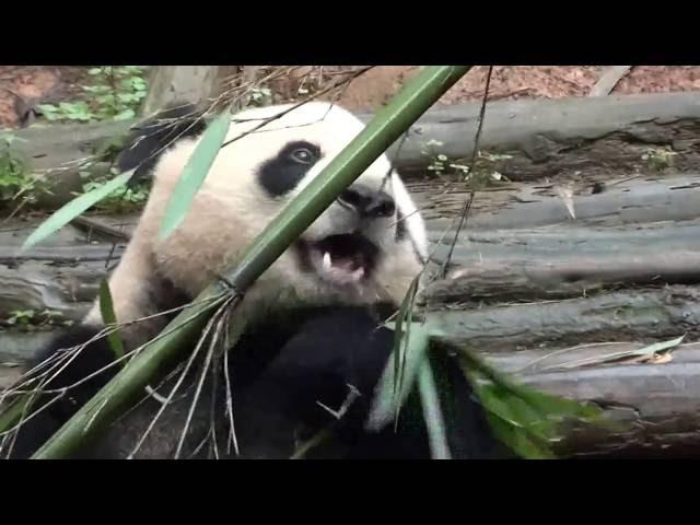 In Memory of Panda YUN HUI