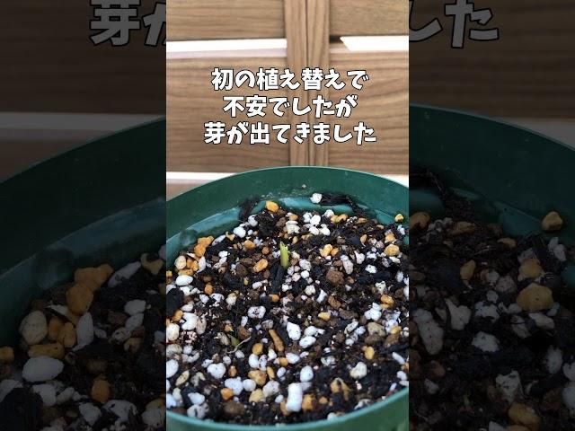 4月26日畑地性カラー