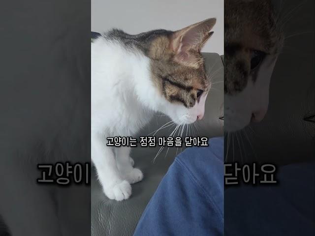 고양이에게 상처주는행동 4가지 #고양이정보 #고양이