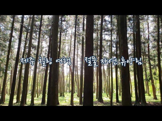 [절물자연휴양림] 제주도 가볼만한 곳 Jeolmul Recreational Forest, Jeju Island