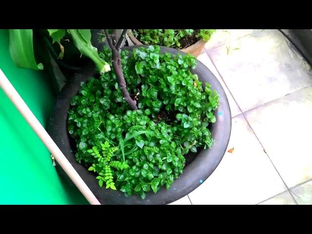 Riêng một góc vườn