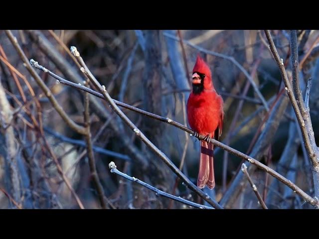 Cardinal sings his heart out in Syracuse