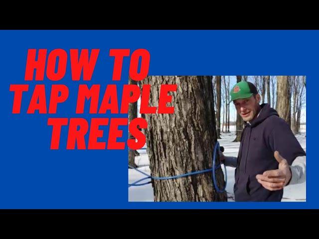 How To Tap Maple Trees!