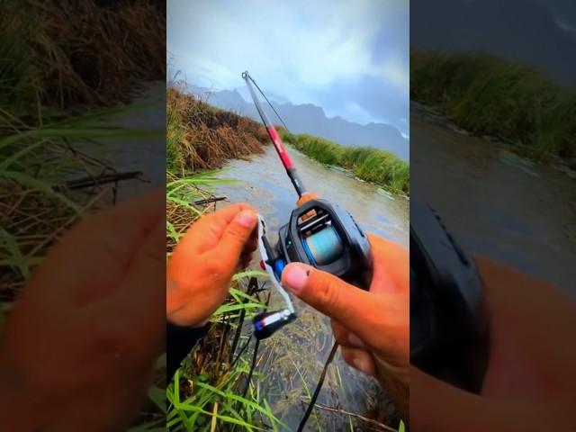 Saving Invasive Fish TRAPPED in HURRICANE FLOOD!#shorts #fishing #carpfishing #viralvideo