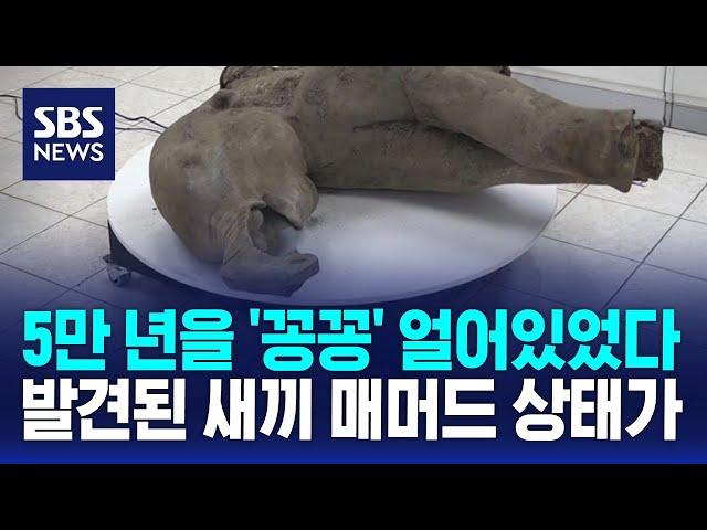 5만 년을 '꽁꽁' 얼어있었다…발견된 새끼 매머드 상태가 / SBS / 오클릭