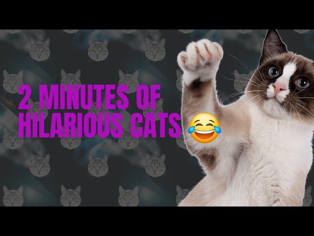 The Most HILARIOUS Cats!