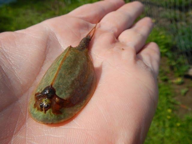 Huge Triops mauritanicus Morocco