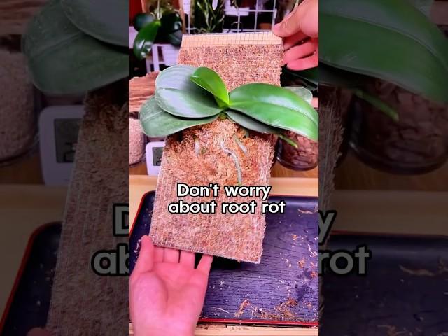 Don't worry about waterlogging and root rot#Sphagnum #orchid #horticulture