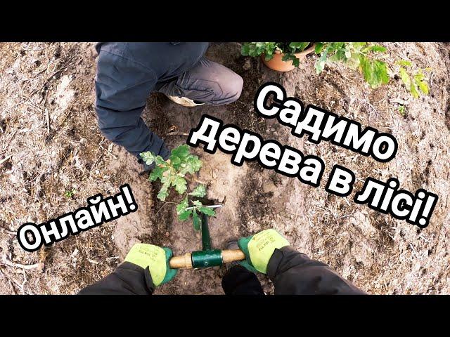 Садимо в лісі ділянку дуба та сосни! Відновлюємо ліс! Посадили багато дерев!) Весь процес онлайн!