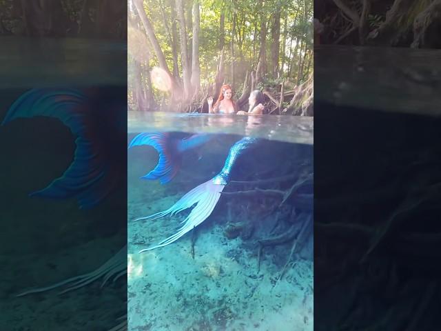 Playful mermaids laughing at the surface! #mermaid #mermaidtail #friends #h2o #underwater #florida