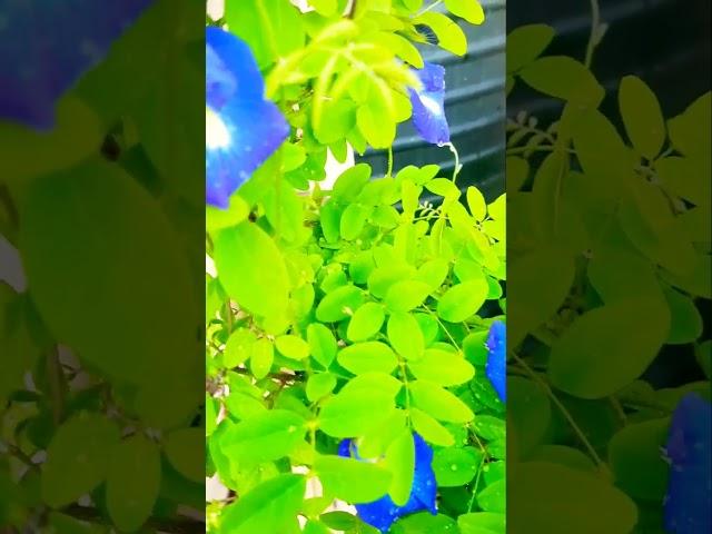 Bonsai अपराजिता/butterfly pea plant trailing idea #shorts #gardening #youtubegarden