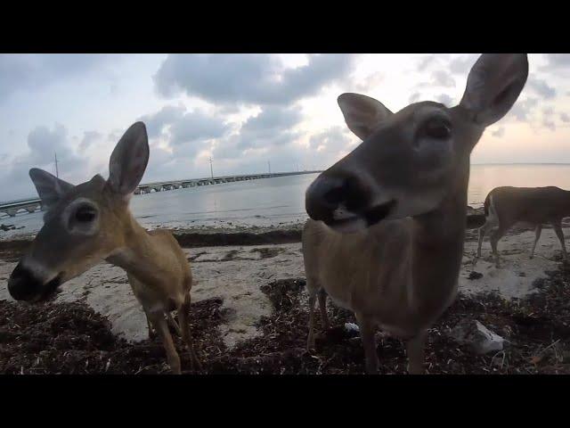BiG PiNE KEY CAMPiNG