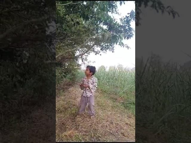 Shetkari Kanya Dnyaneshwari shetat chiku todte# shortfeed # short video