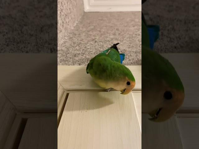 Crazy lovebird on the wall | #kutotiki #shorts #lovebird #parrot #agapornis