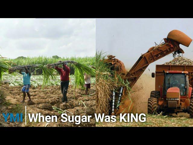 Jamaica's Sugar Industry Decline