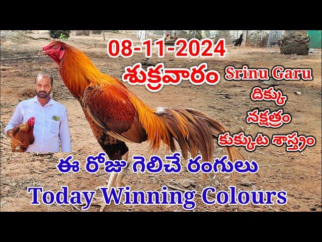 08 November 2024 Today Winning Colours#kukkutasastram  @SrinuGariFarms   @SrinuGaruSGF