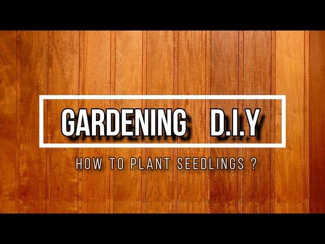 ATKC eWarehouse | Gardening DIY - How to Plant Seedlings?