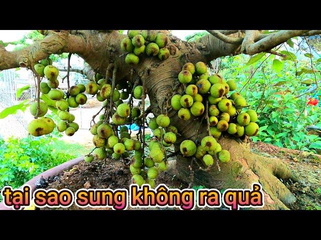 cách làm cây sung ra quả theo ý muốn//đây rồi