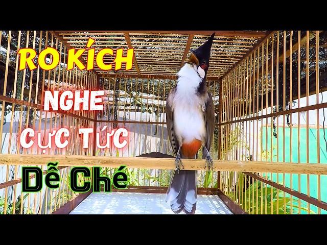 Kích chào mào CHÉ | Chào mào RO kích ché, Cách luyện chào mào hót căng lửa, chào mào rò kích trống