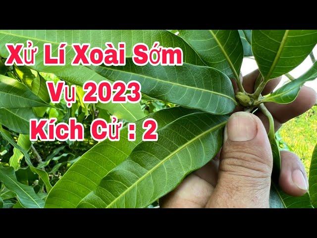 Kích Ra Hoa Cử 2, Xử Lí Xoài Sớm Vụ 2023 | VTK. CHANNEL