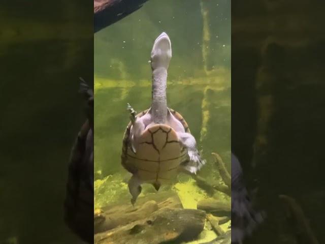 Snake Neck Turtle